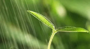 初期雨水什么情形下需納入排污許可？